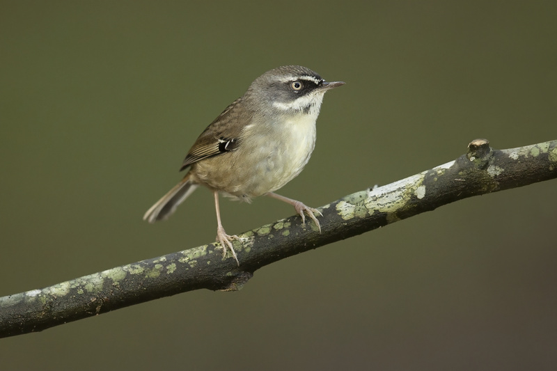 White-browed Scrubwren