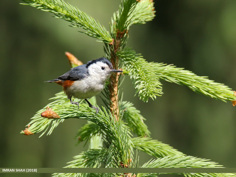 White-cheeked Nuthatch