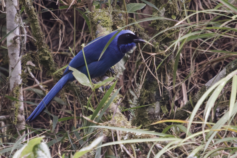 White-collared Jay