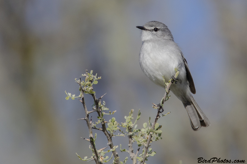 White-crested Tyrannulet