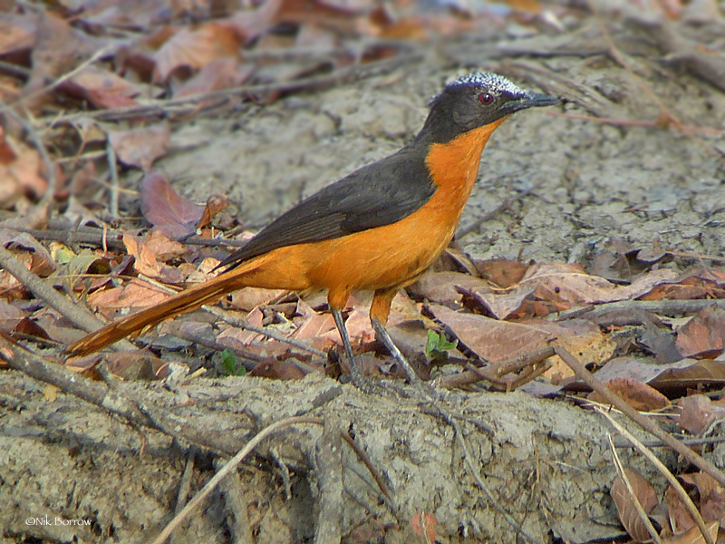 White-crowned Robin-Chat