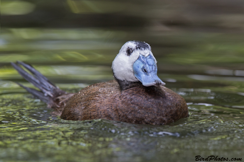 White-headed Duck