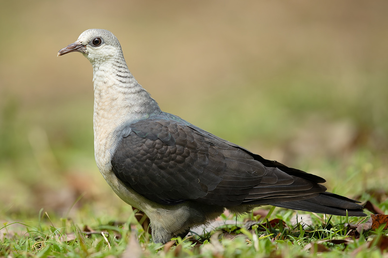 White-headed Pigeon