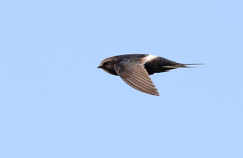 White-rumped Swift