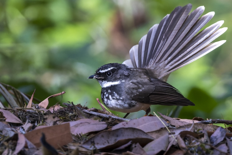 White-spotted Fantail