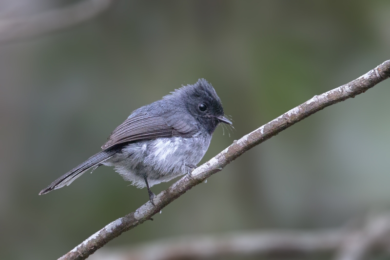 White-tailed Crested Flycatcher