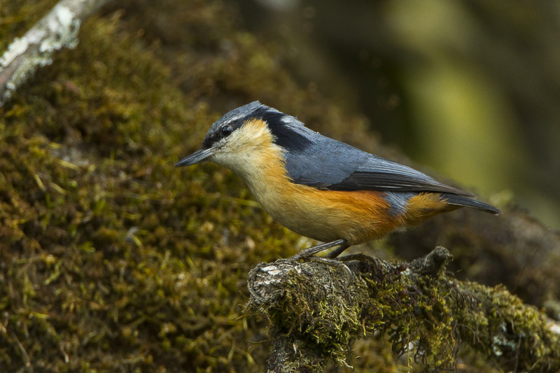 White-tailed Nuthatch