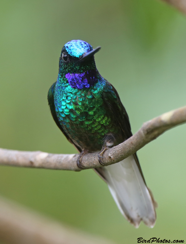 White-tailed Starfrontlet