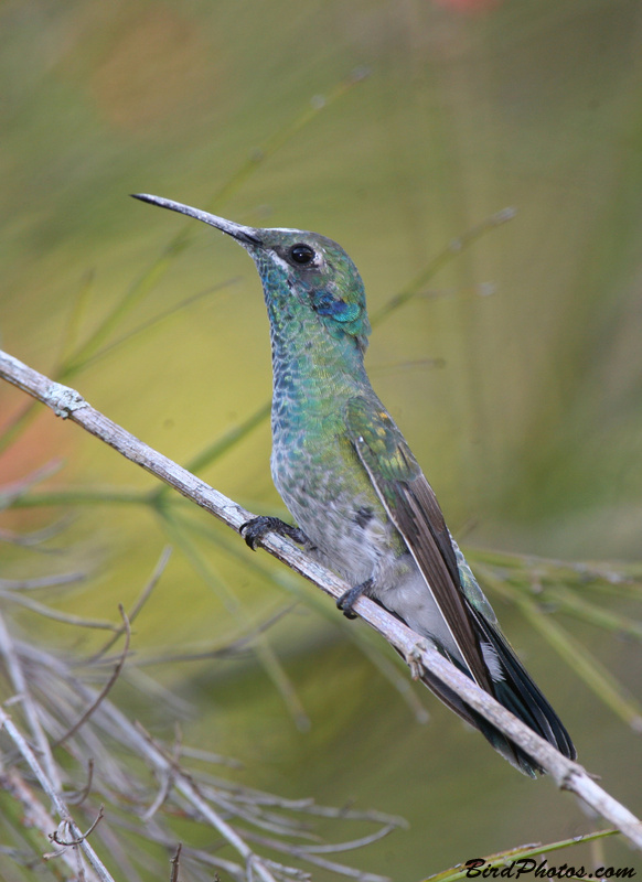 White-vented Violetear