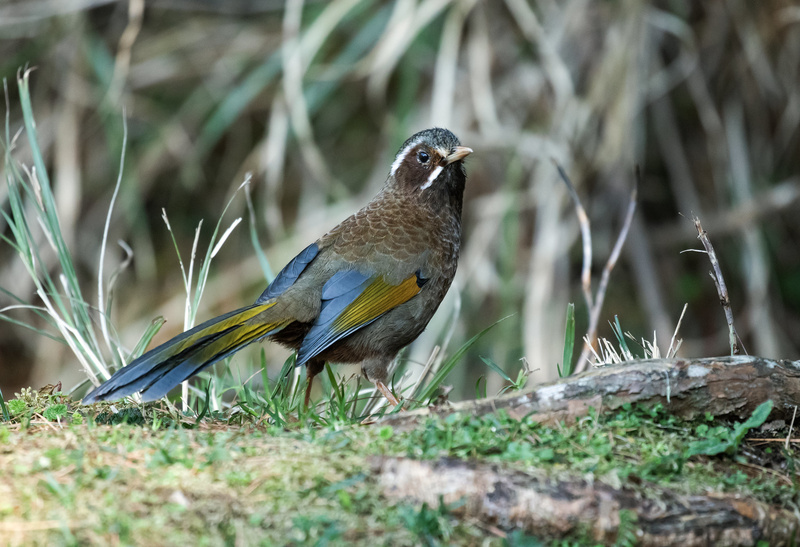 White-whiskered Laughingthrush