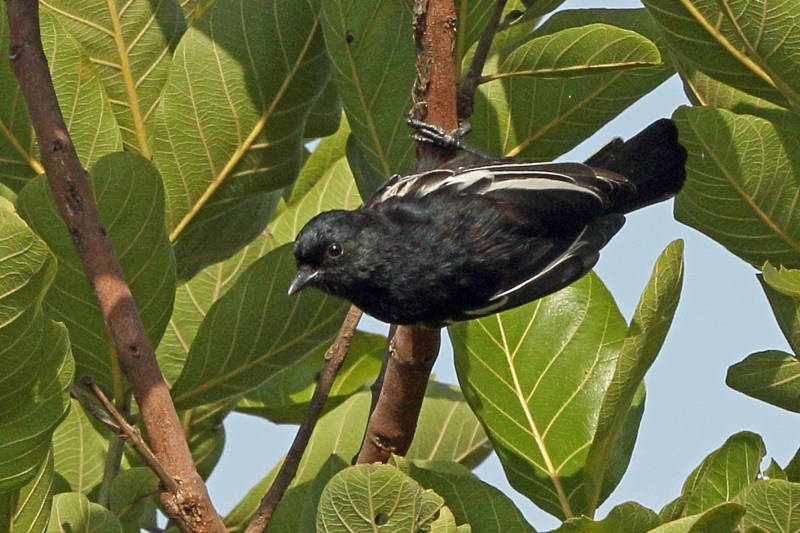 White-winged Black Tit