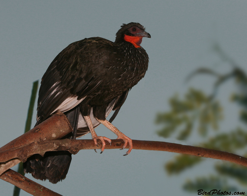 White-winged Guan