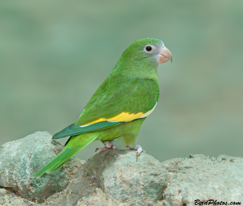 White-winged Parakeet