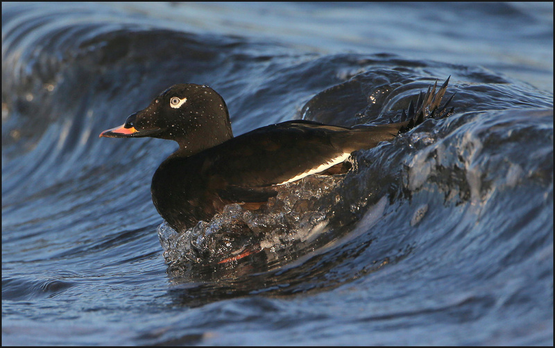 White-winged Scoter