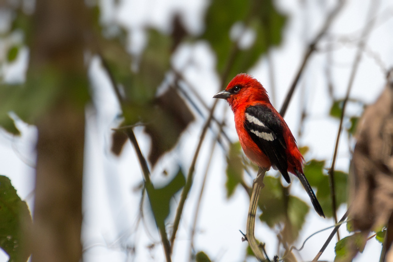 White-winged Tanager