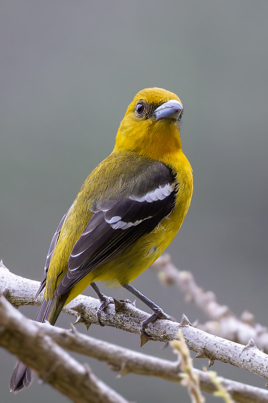 White-winged Tanager