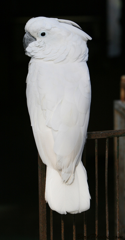 White Cockatoo