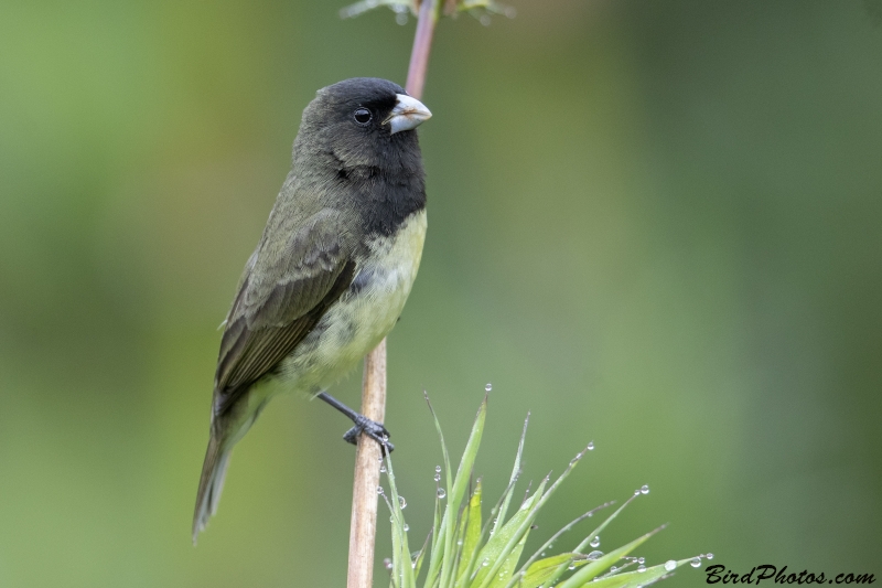 papa-capim-preto-e-branco (Sporophila luctuosa)