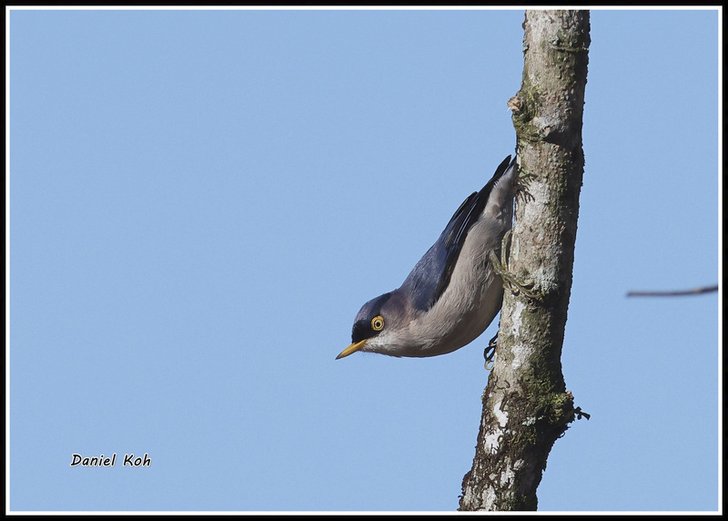 Yellow-billed Nuthatch