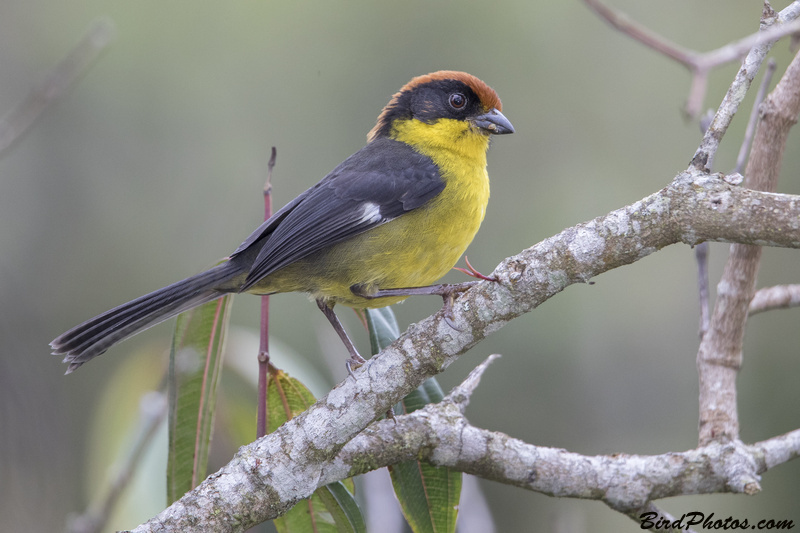 Yellow-breasted Brushfinch