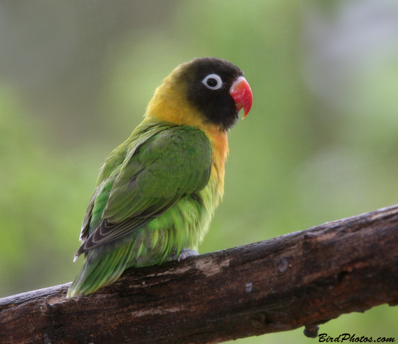 Yellow-collared Lovebird