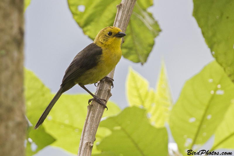 Yellow-headed Brushfinch