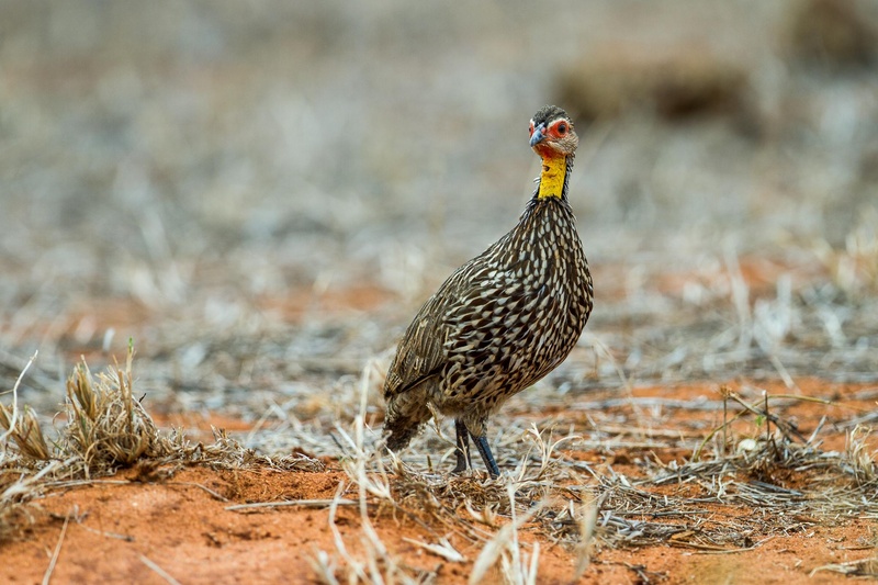 Yellow-necked Spurfowl