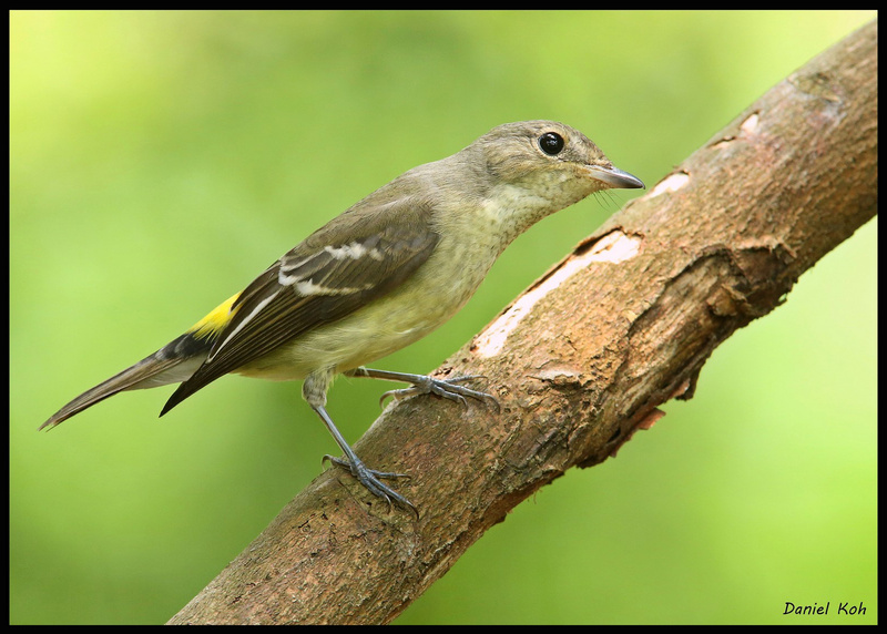 Yellow-rumped Flycatcher