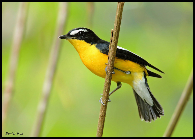 Yellow-rumped Flycatcher