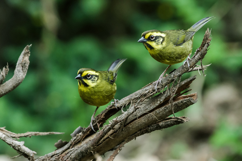 Yellow-striped Brushfinch