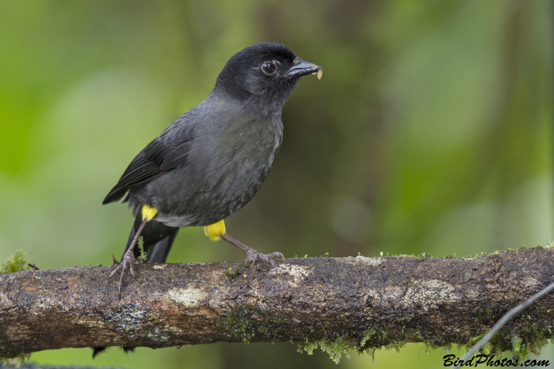 Yellow-thighed Brushfinch