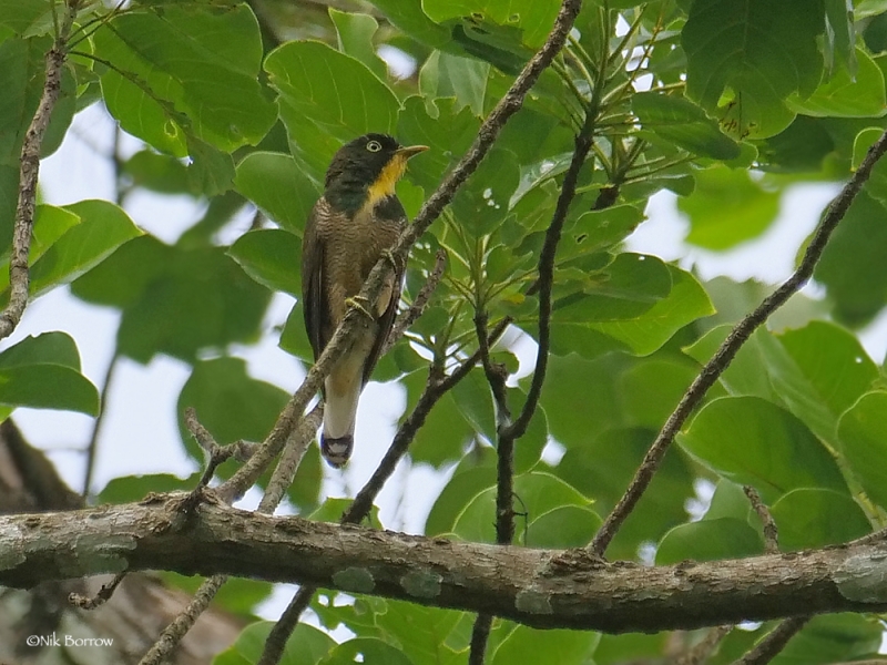 Yellow-throated Cuckoo