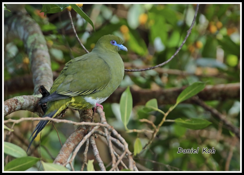 Yellow-vented Green Pigeon