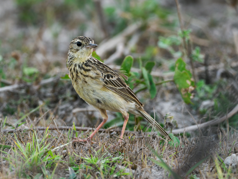 Yellowish Pipit