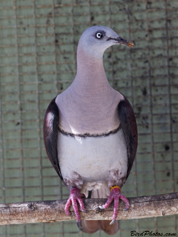 Zoe's Imperial Pigeon